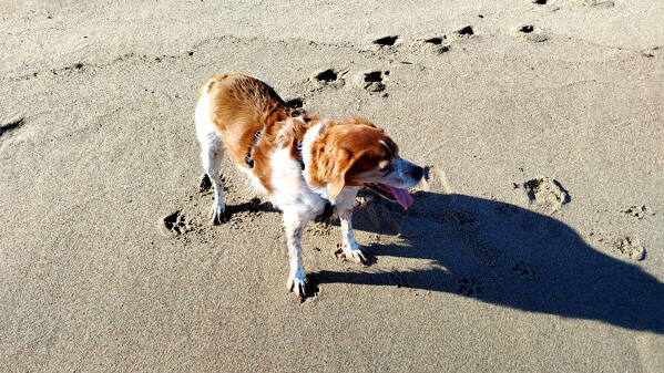 The 8 best dog-friendly beaches de Tossa de Mar
