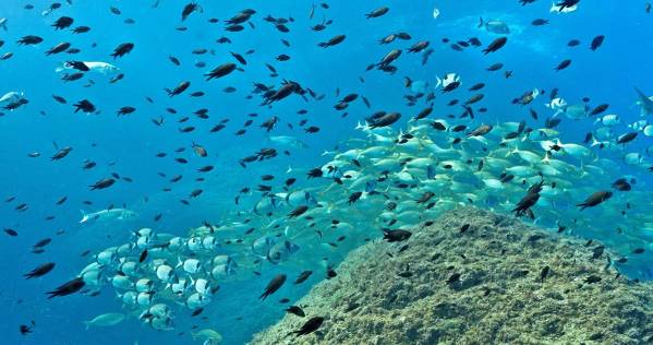 Eco-Snorkel en las islas Medes