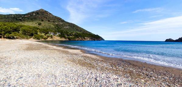Montjoi cove Roses