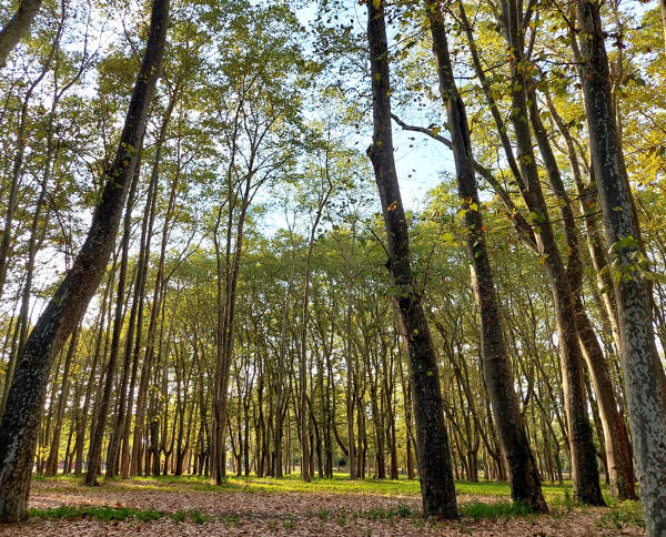 Parque de la Devesa Girona