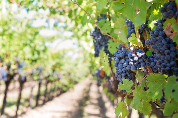 Empordà Wine Route