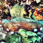 Bautizo de submarinismo en la costa del Montgrí