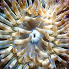 Snorkeling with marine biology in Lloret de Mar